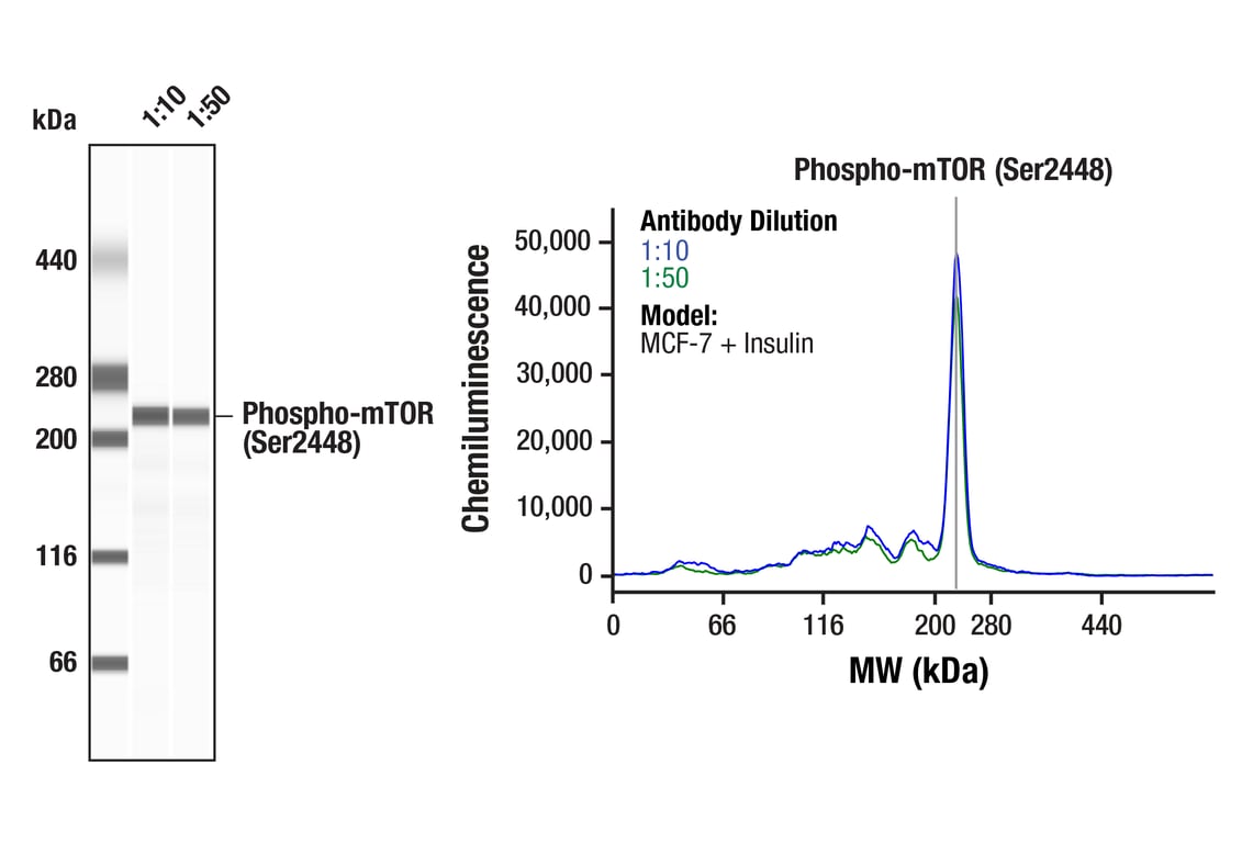 undefined Image 55: TREM2-dependent mTOR Metabolic Fitness Antibody Sampler Kit