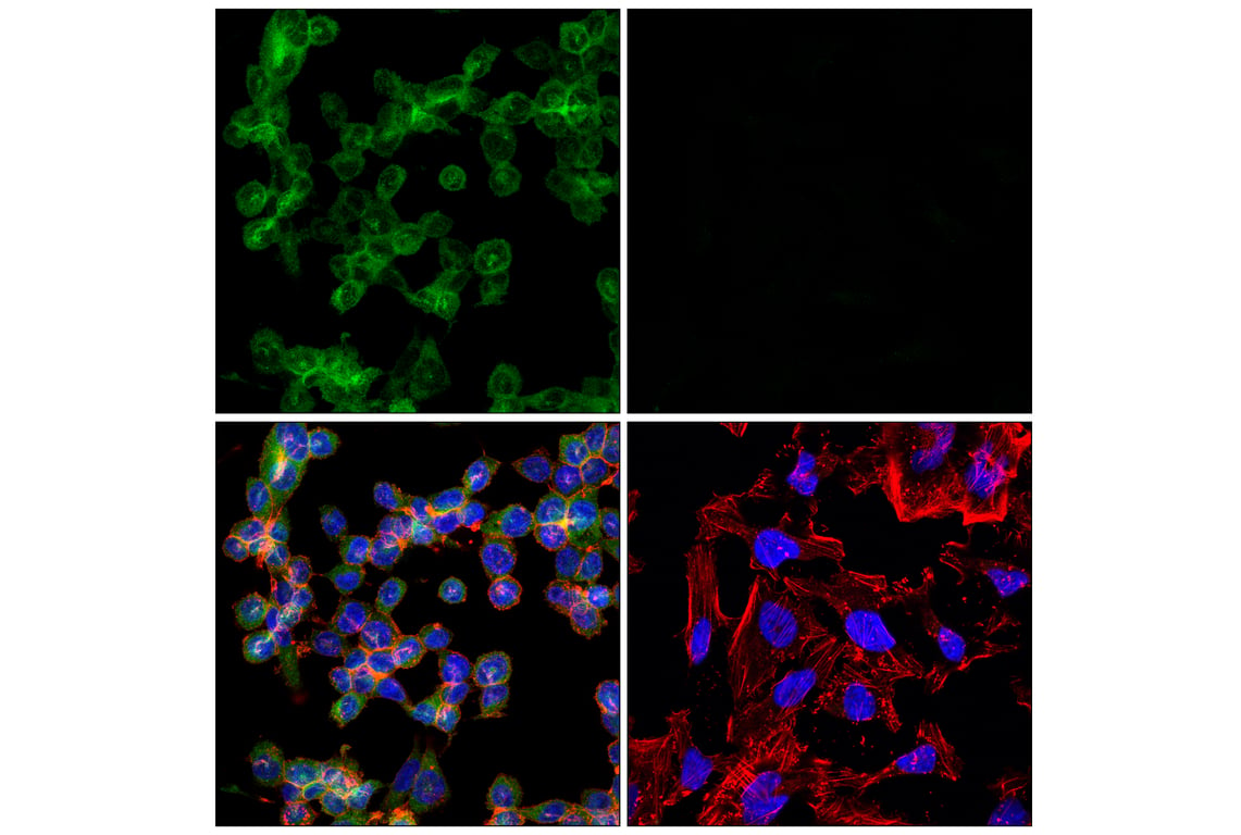 Immunofluorescence Image 1: IRF-5 (E7F9W) Rabbit mAb (Alexa Fluor<sup>®</sup> 488 Conjugate)