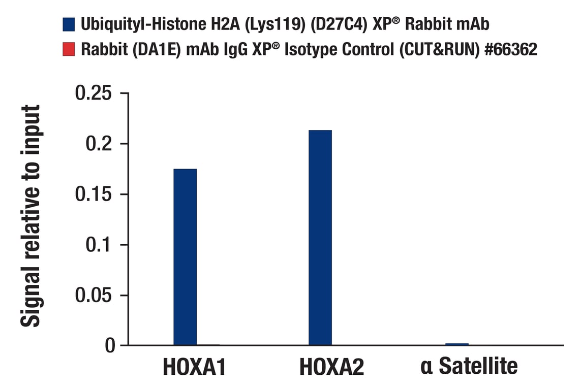 CUT & RUN Image 3: Ubiquityl-Histone H2A (Lys119) (D27C4) XP<sup>®</sup> Rabbit mAb