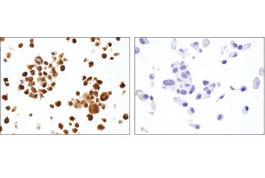 Immunohistochemistry Image 3: RelB (D7D7W) Rabbit mAb
