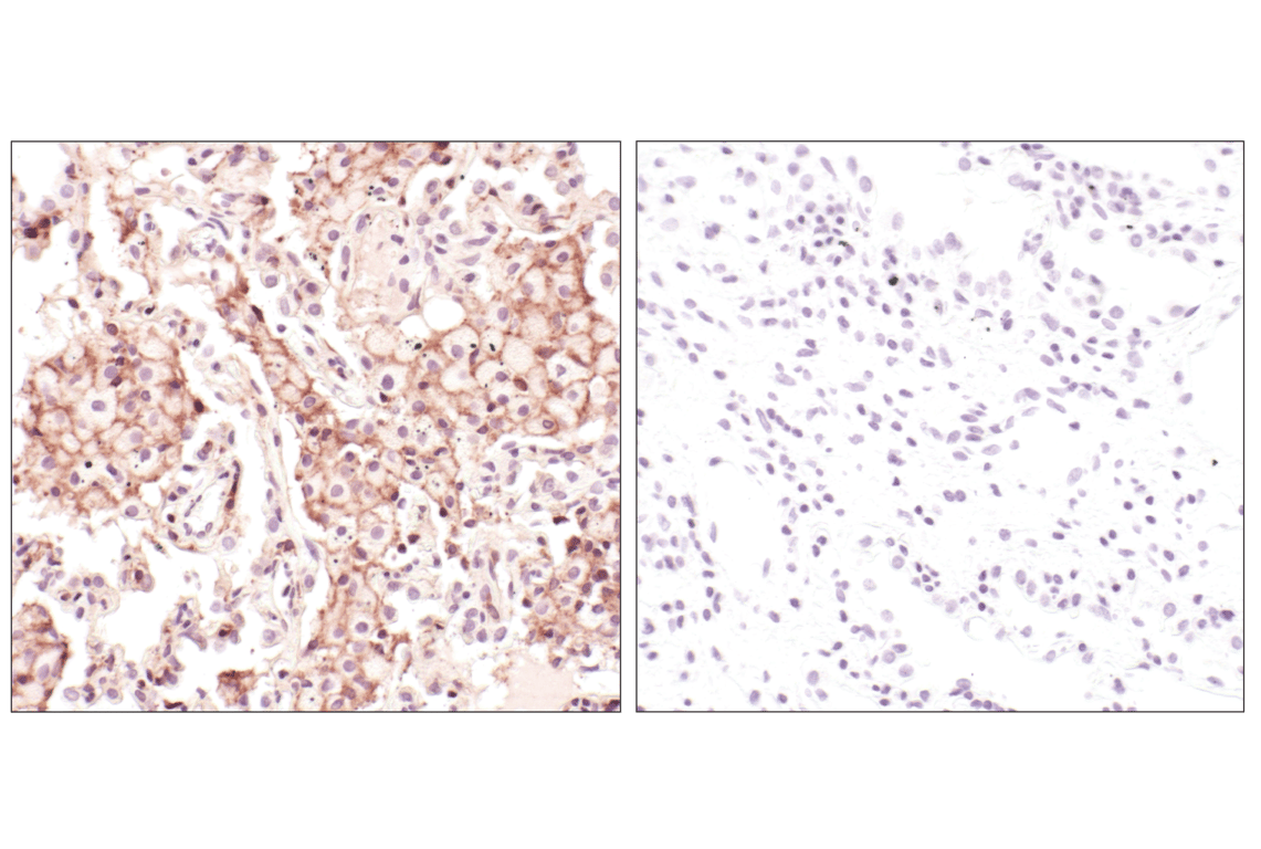 Immunohistochemistry Image 4: β-Actin (13E5) Rabbit mAb
