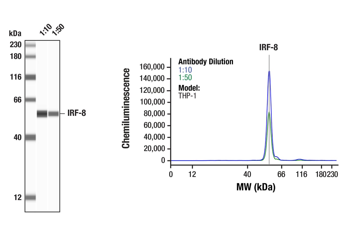 Western Blotting Image 1: IRF-8 (D20D8) Rabbit mAb