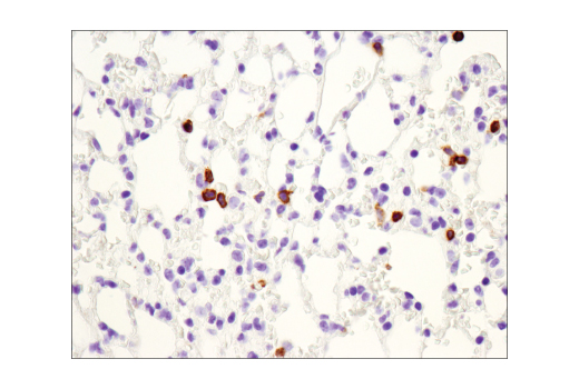 Immunohistochemistry Image 3: CD3ε (D4V8L) Rabbit mAb (BSA and Azide Free)