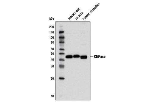 Western Blotting Image 1: CNPase (D83E10) XP® Rabbit mAb (BSA and Azide Free)