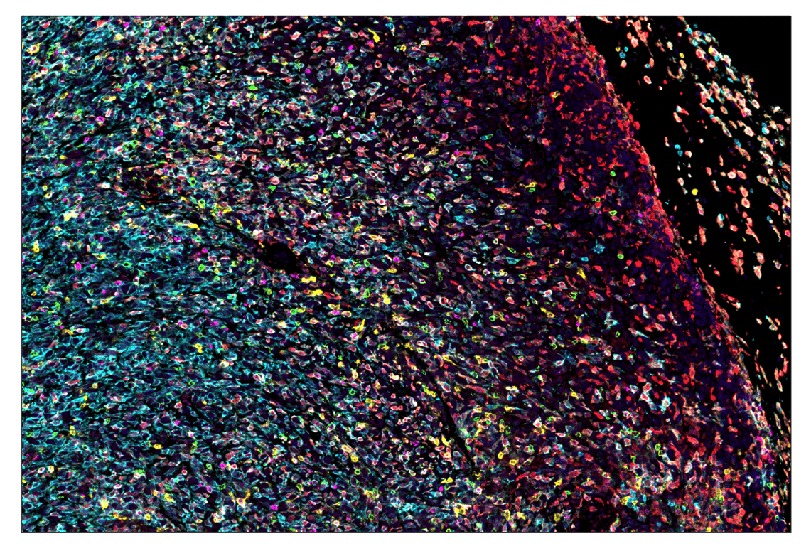 Immunohistochemistry Image 1: GITR (E9O9H) & CO-0186-488 SignalStar™ Oligo-Antibody Pair
