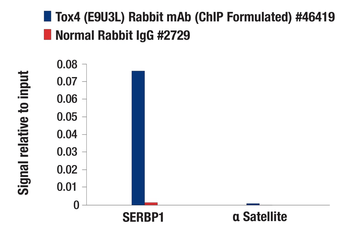 Chromatin Immunoprecipitation Image 1: Tox4 (E9U3L) Rabbit mAb (ChIP Formulated)