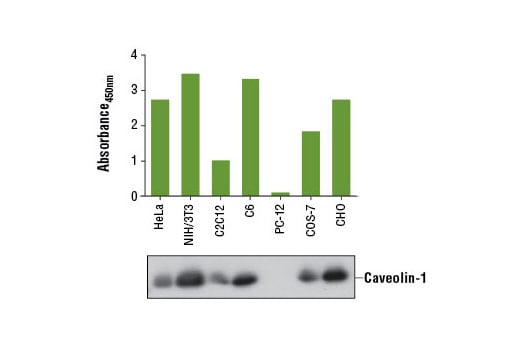 ELISA Image 1: PathScan<sup>®</sup> Total Caveolin-1 Sandwich ELISA Kit