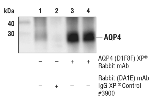 Immunoprecipitation Image 1: AQP4 (D1F8E) XP<sup>®</sup> Rabbit mAb