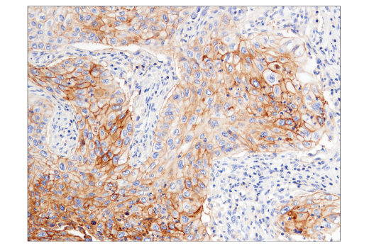 Immunohistochemistry Image 3: CD47 (D3O7P) Rabbit mAb (BSA and Azide Free)