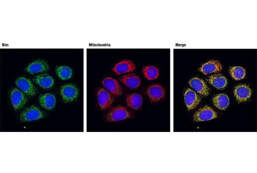 undefined Image 30: Pro-Apoptosis Bcl-2 Family Antibody Sampler Kit II