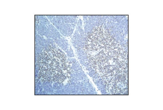 Immunohistochemistry Image 1: DRAK2 (33D7) Rabbit mAb