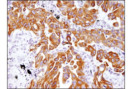 Immunohistochemistry Image 1: MRP4/ABCC4 (D1Z3W) Rabbit mAb (BSA and Azide Free)