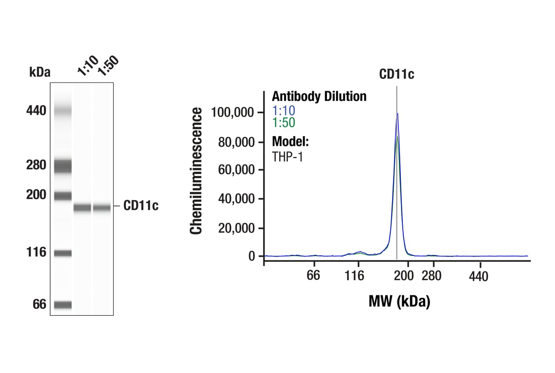 Western Blotting Image 1: CD11c (D3V1E) XP<sup>®</sup> Rabbit mAb