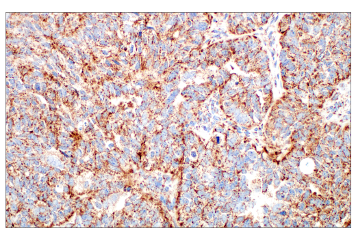 Immunohistochemistry Image 4: TFAM (D5C8) Rabbit mAb