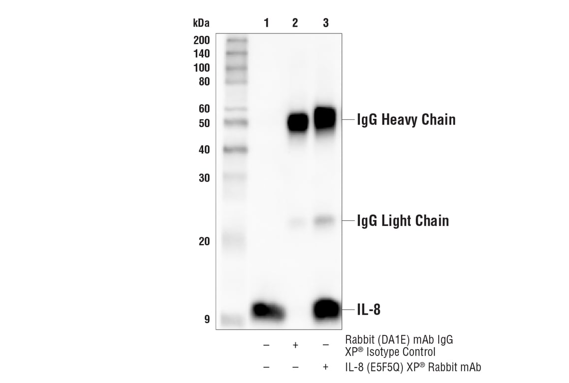 Immunoprecipitation Image 1: IL-8 (E5F5Q) XP<sup>®</sup> Rabbit mAb