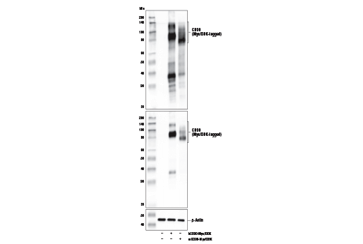 Western Blotting Image 2: TNFRSF8/CD30 (E4L4I) XP<sup>®</sup> Rabbit mAb (BSA and Azide Free)