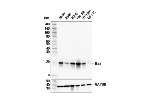 Western Blotting Image 1: Bax (E4U1V) Rabbit mAb (BSA and Azide Free)