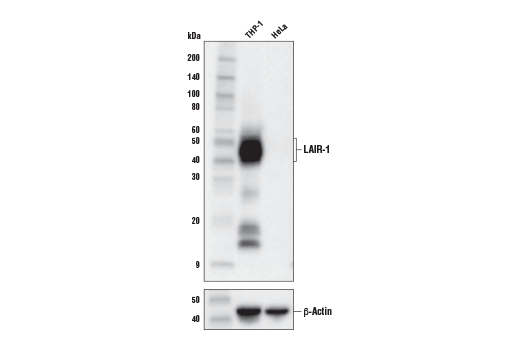 Western Blotting Image 1: LAIR-1 (E7X6I) XP<sup>®</sup> Rabbit mAb (BSA and Azide Free)