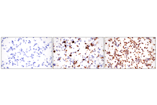 Immunohistochemistry Image 11: SLAMF6/CD352 (E3H1E) XP<sup>®</sup> Rabbit mAb