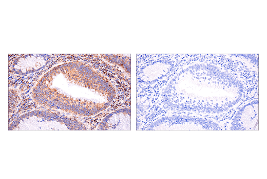 Immunohistochemistry Image 3: Glutaminase-1/GLS1 (E9H6H) XP<sup>®</sup> Rabbit mAb