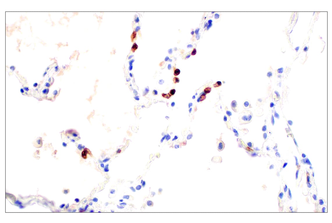 Immunohistochemistry Image 8: CD62L/L-Selectin (E7X9I) Rabbit mAb (BSA and Azide Free)