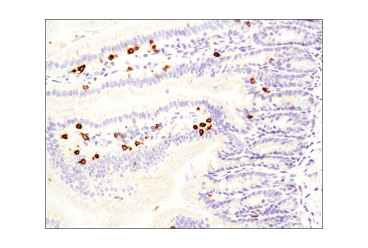 Immunohistochemistry Image 2: CD3ε (D4V8L) Rabbit mAb (BSA and Azide Free)
