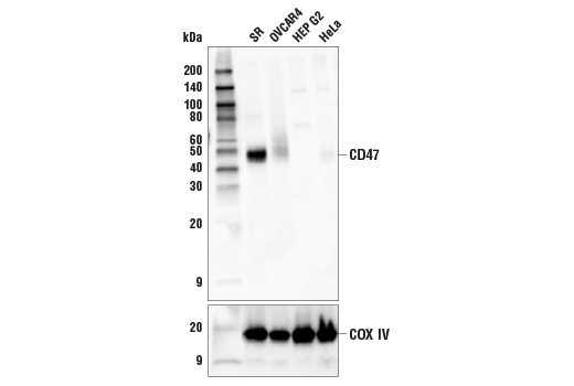 Western Blotting Image 1: CD47 (D3O7P) Rabbit mAb (BSA and Azide Free)