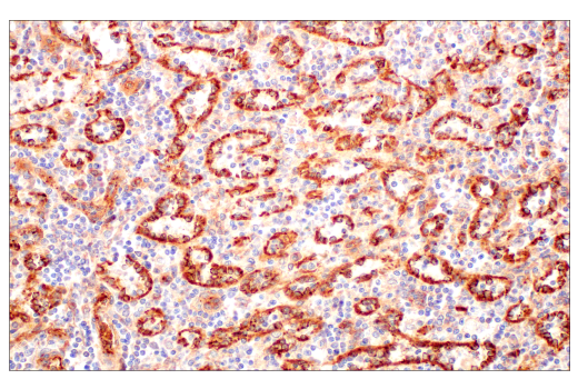 Immunohistochemistry Image 4: BST2 (E4N3W) XP<sup>®</sup> Rabbit mAb
