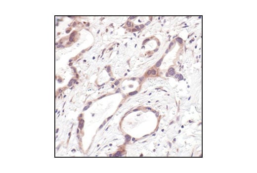 Immunohistochemistry Image 2: 4E-BP2 Antibody