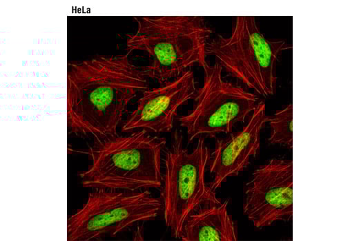 Immunofluorescence Image 1: Histone H2A (D6O3A) Rabbit mAb