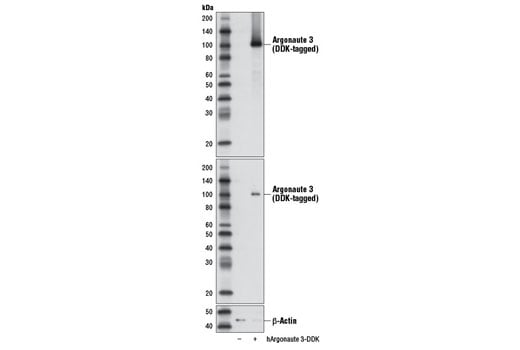 Western Blotting Image 2: Argonaute 3 (D15D2) Rabbit mAb
