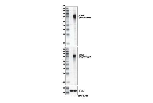 Western Blotting Image 2: IL1RAP (E2G6A) Rabbit mAb