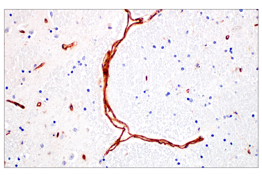 Immunohistochemistry Image 5: BST2 (E4N3W) XP<sup>®</sup> Rabbit mAb