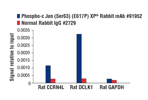 Chromatin Immunoprecipitation Image 1: Phospho-c-Jun (Ser63) (E6I7P) XP<sup>®</sup> Rabbit mAb