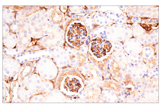 Immunohistochemistry Image 5: ApoE (E7X2A) Rabbit mAb (BSA and Azide Free)