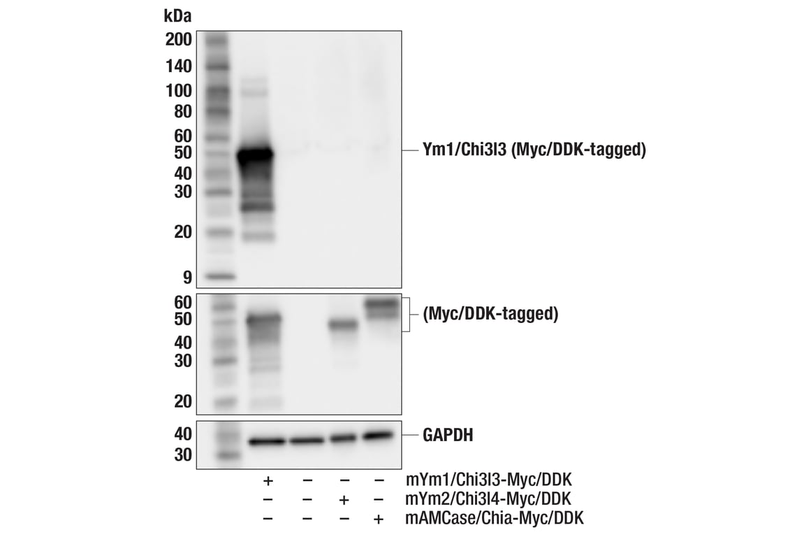 Western Blotting Image 3: Ym1/Chi3l3 (F7T7N) Rabbit mAb