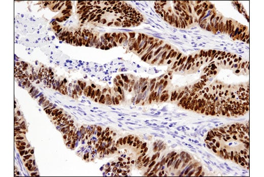 Immunohistochemistry Image 1: Sox9 (D8G8H) Rabbit mAb (BSA and Azide Free)