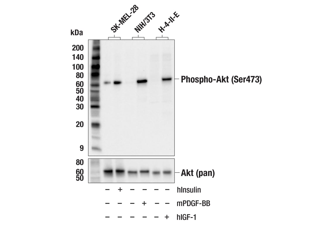 Western Blotting Image 3: Phospho-Akt (Ser473) (D9W9U) Mouse mAb (Biotinylated)