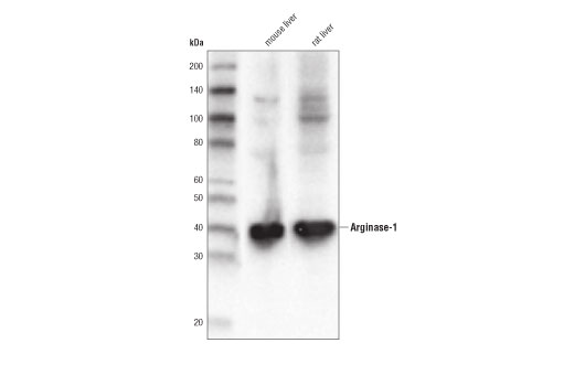Western Blotting Image 1: Arginase-1 (D4E3M<sup>™</sup>) XP<sup>®</sup> Rabbit mAb