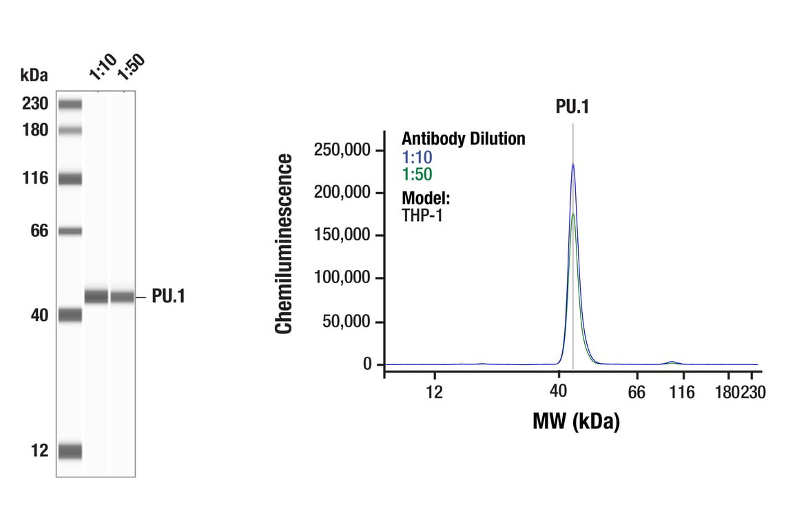 Western Blotting Image 1: PU.1 (9G7) Rabbit mAb