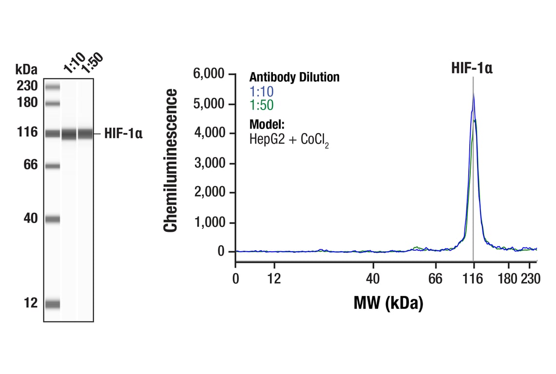 undefined Image 10: Microglia Neurodegeneration Module Antibody Sampler Kit
