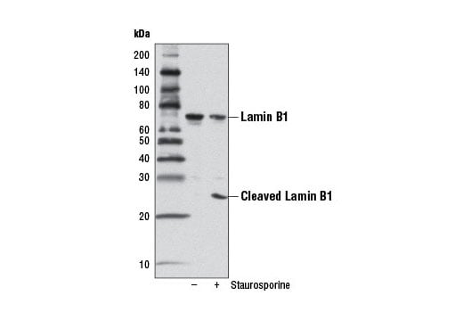 Western Blotting Image 3: Lamin B1 (D4Q4Z) Rabbit mAb