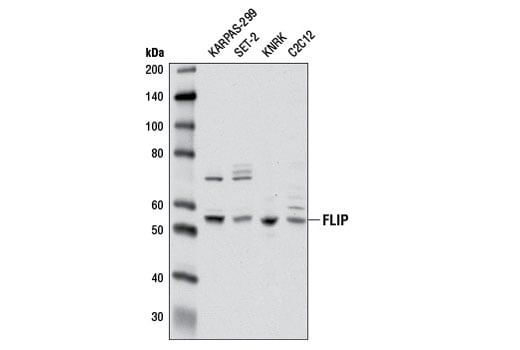 Western Blotting Image 1: FLIP (D16A8) Rabbit mAb