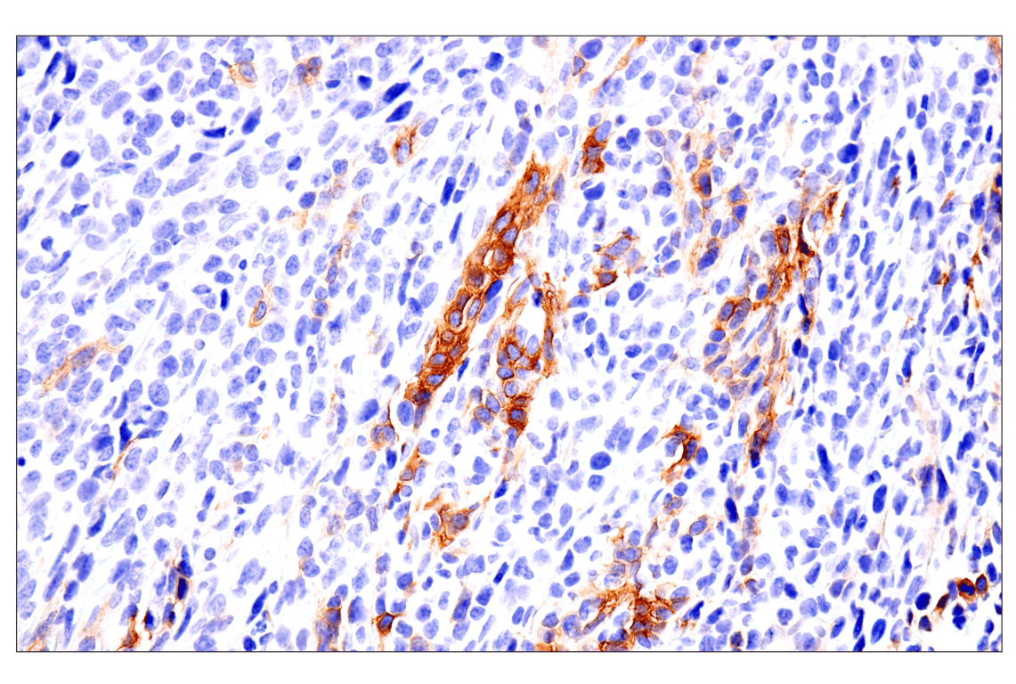 Immunohistochemistry Image 14: p75NTR (E7I3M) Rabbit mAb