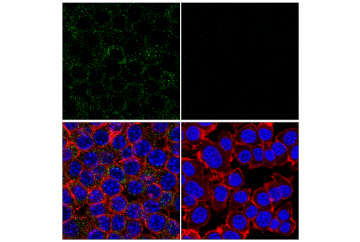 Immunofluorescence Image 2: Paxillin (E6R6Z) Rabbit mAb (BSA and Azide Free)