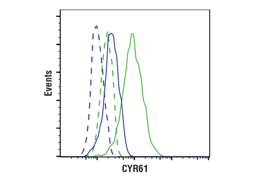 undefined Image 22: YAP/TAZ Transcriptional Targets Antibody Sampler Kit