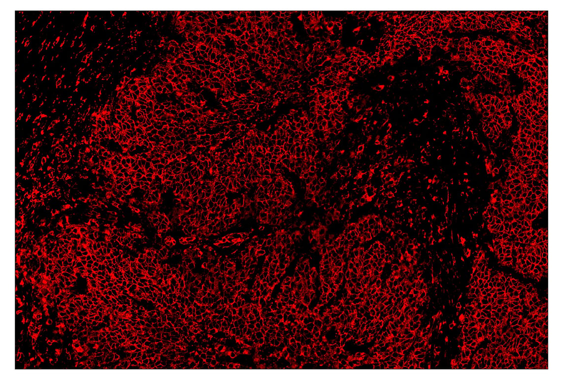 Immunohistochemistry Image 4: HLA-DRA (E9R2Q) & CO-0023-488 SignalStar<sup>™</sup> Oligo-Antibody Pair