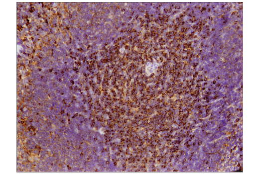 Immunohistochemistry Image 2: VISTA (D5L5T) XP<sup>®</sup> Rabbit mAb (BSA and Azide Free)