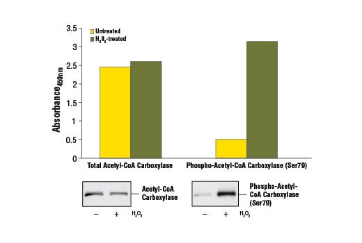 ELISA Image 1: PathScan<sup>®</sup> Total Acetyl-CoA Carboxylase Sandwich ELISA Kit
