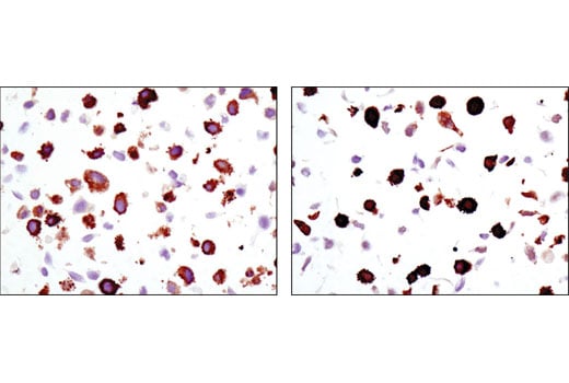 Immunohistochemistry Image 5: Phospho-HSP27 (Ser82) (D1H2F6) XP<sup>®</sup> Rabbit mAb (BSA and Azide Free)